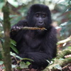 gorilla in nature, uganda safaris