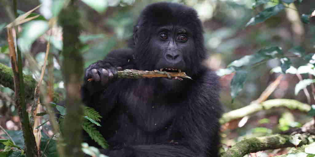 gorilla in nature, uganda safaris