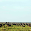 The Serengeti & Great Migration