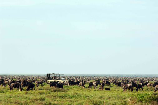 Game Drive, The Serengeti, Tanzania