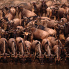 Serengeti National Park 2.1