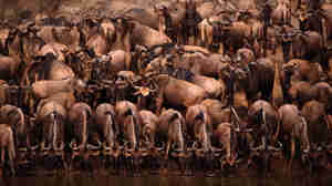 Serengeti National Park 2.1