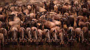 Serengeti National Park 2.1