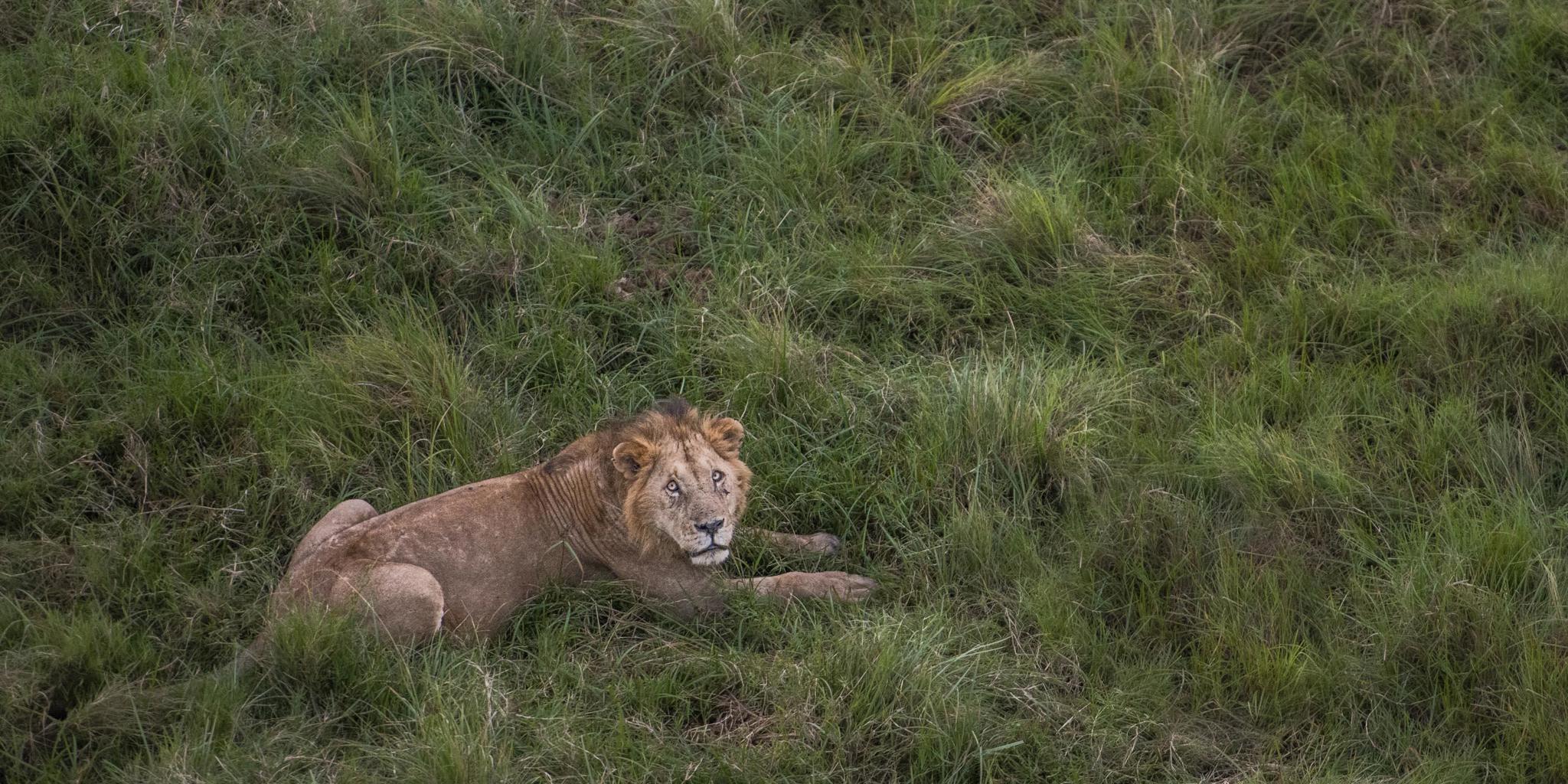 Lion, Wilderness Mara, Maasai Mara National Reserve, Kenya