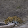 rpsl leopard at water hole