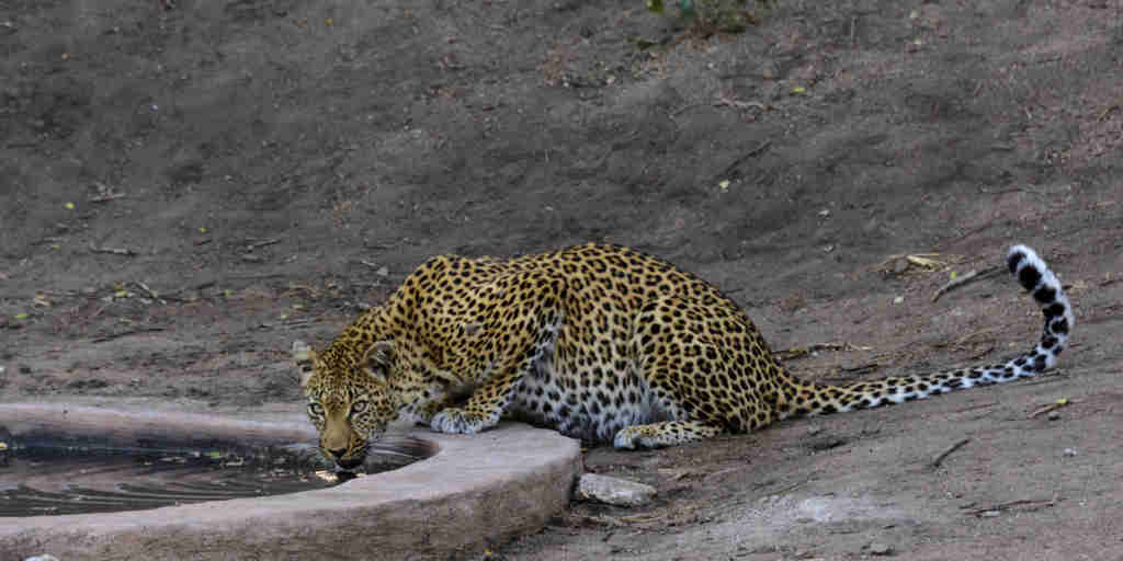 rpsl leopard at water hole