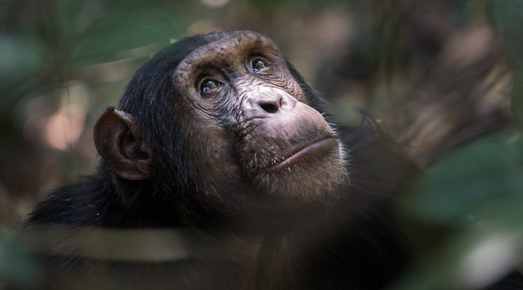 KungweChimps22