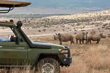 rhinos lewa borana kenya yellow zebra safaris