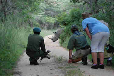 rhino matobo hills zimbabwe yellow zebra safaris