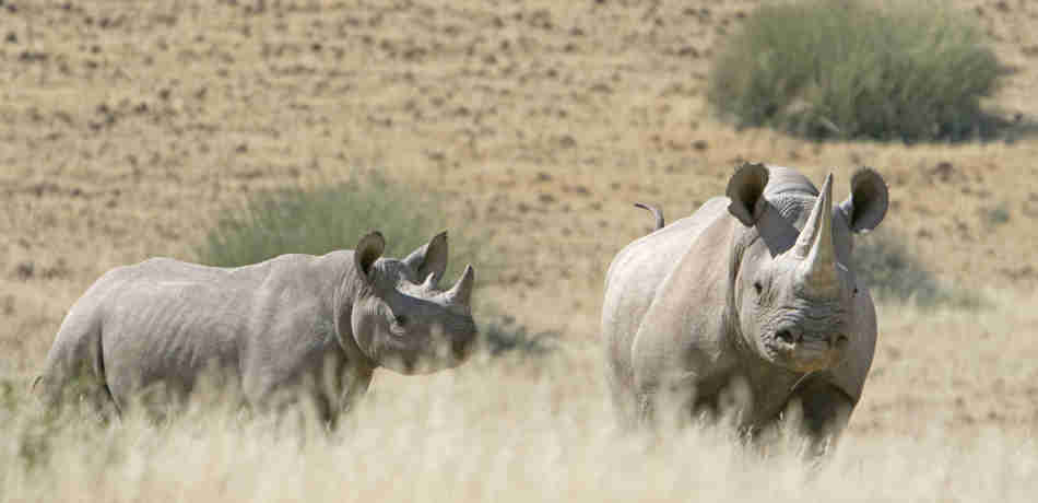 desert rhino namibia yellow zebra safaris
