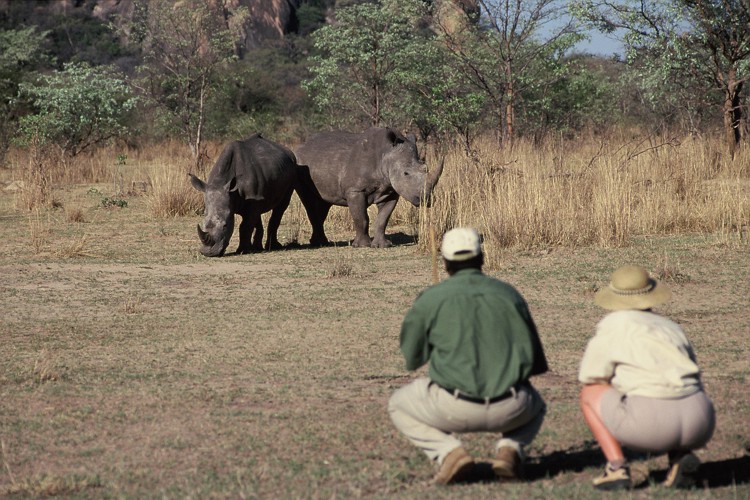 matobo hills zimbabwe yellow zebra safaris