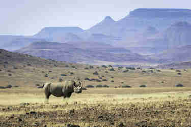 desert rhino camp rhino tracking yellow zebra safaris