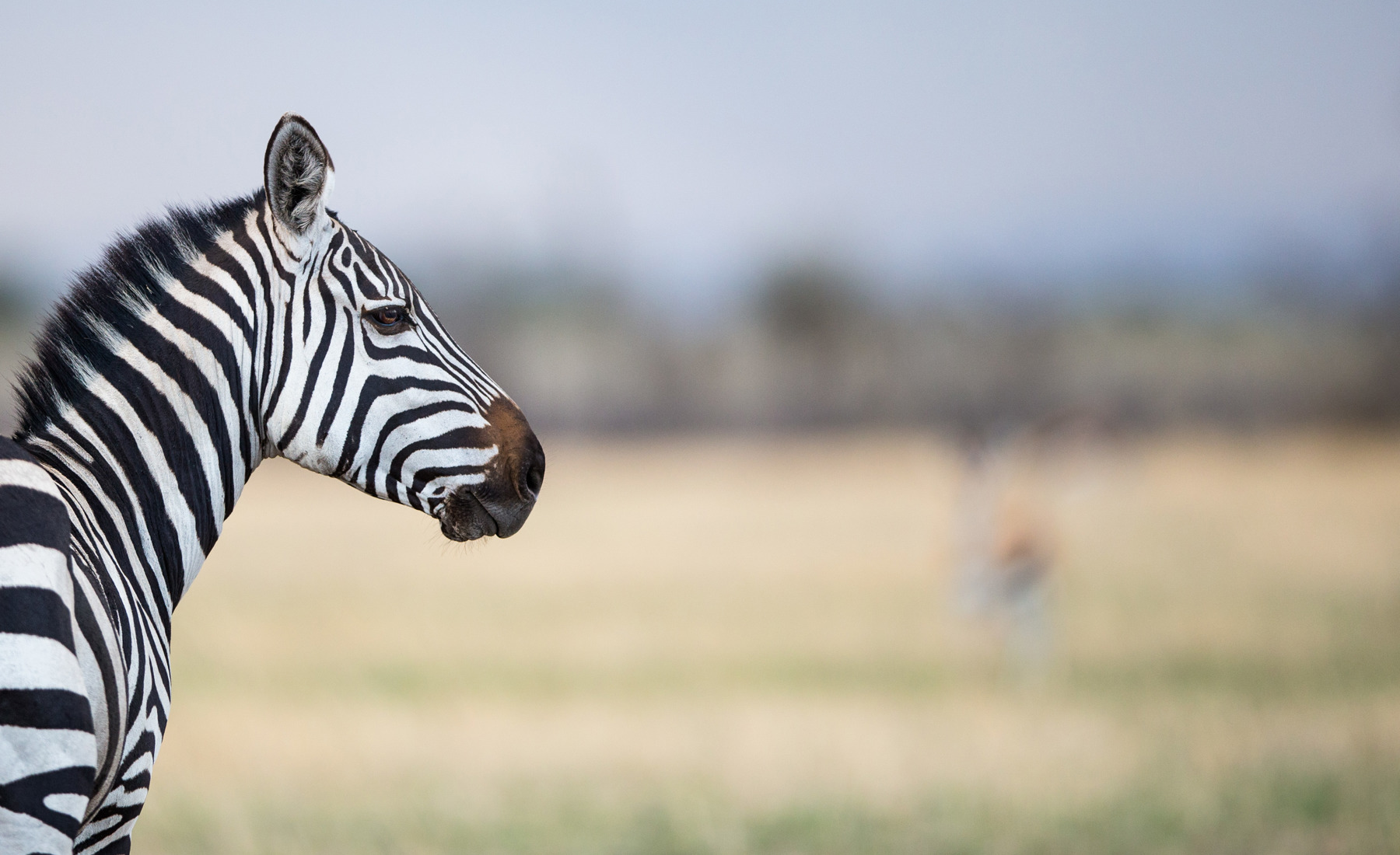 serengeti 4