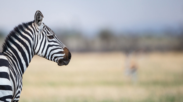 serengeti 4