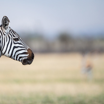 serengeti 4