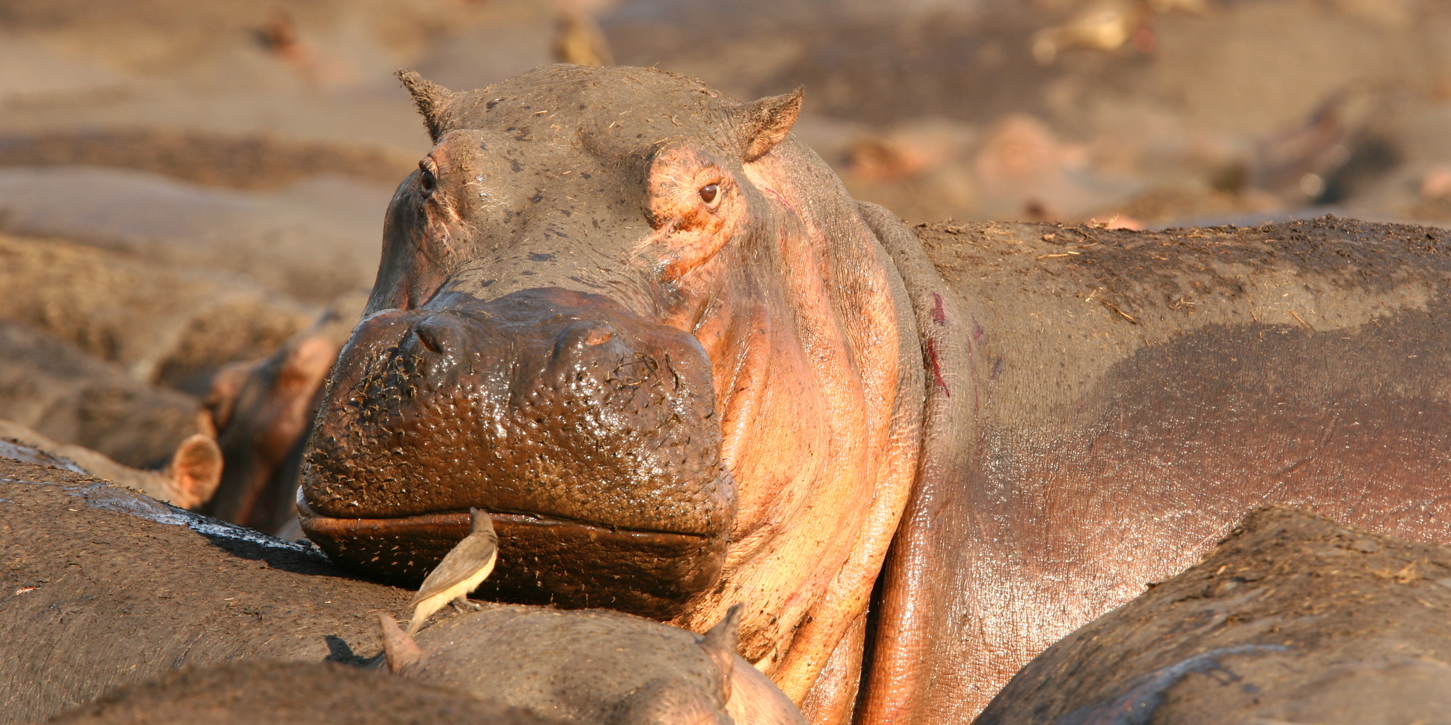 KatumaWildlife2