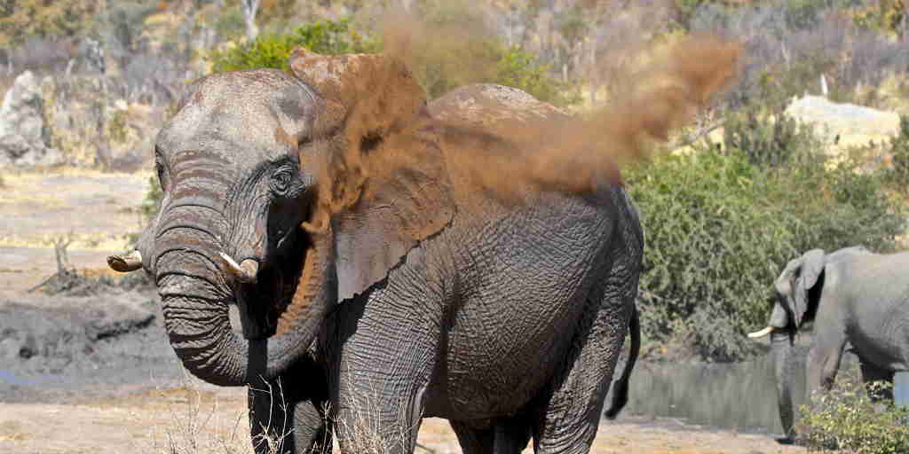29 imvelo safari lodges bomani tented lodge elephant dust bathing at mpisini pan