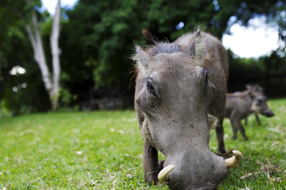 Warthog Grazing on Grass