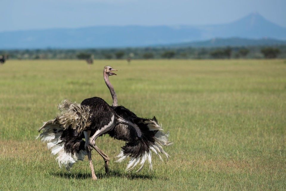 Walking Ostrich in Africa