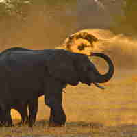37 imvelo safari lodges bomani tented lodge dust bathing at stoffies pan