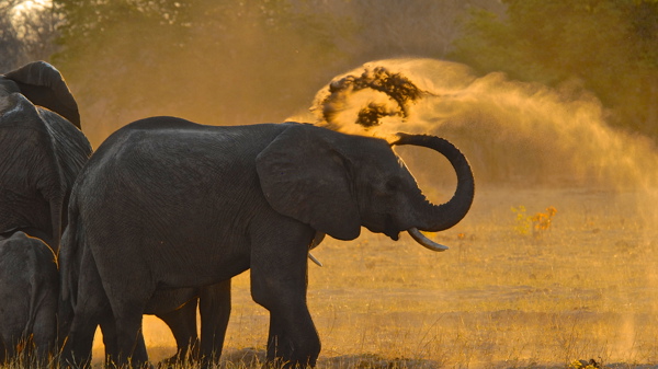 37 imvelo safari lodges bomani tented lodge dust bathing at stoffies pan
