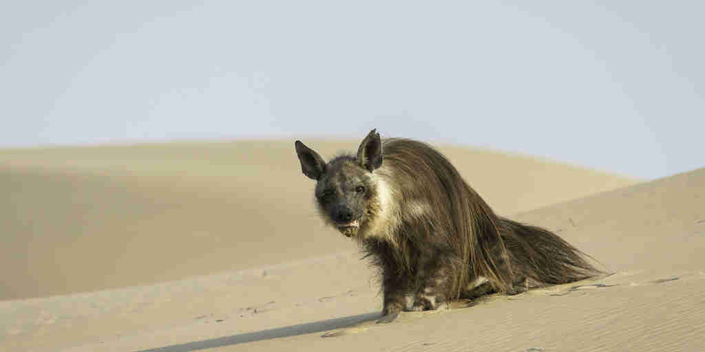 hyena in kunene river, namibia safari vacations
