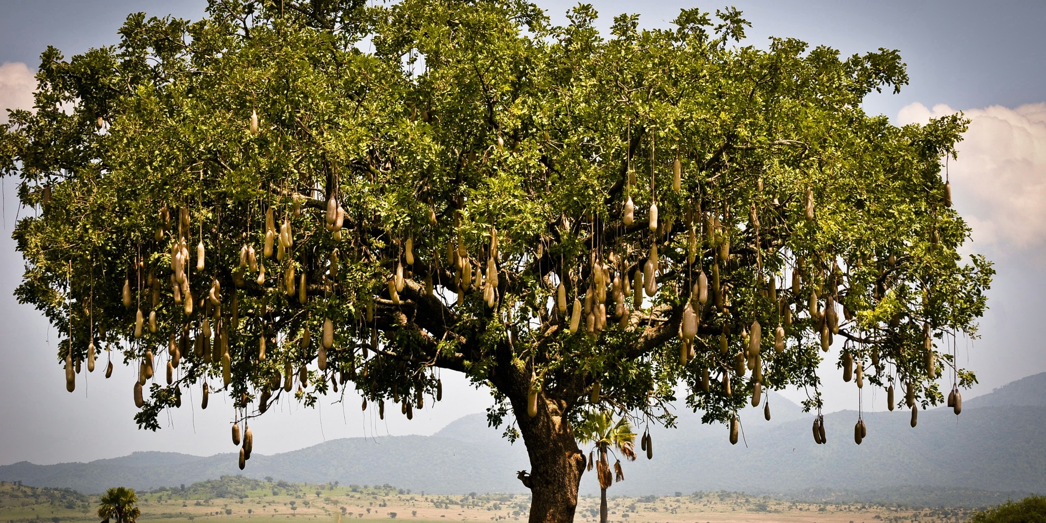 fruit tree, kidepo valley national park, uganda safaris