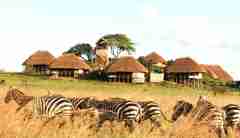 thatched huts, kidepo valley national park, uganda safaris
