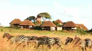 thatched huts, kidepo valley national park, uganda safaris