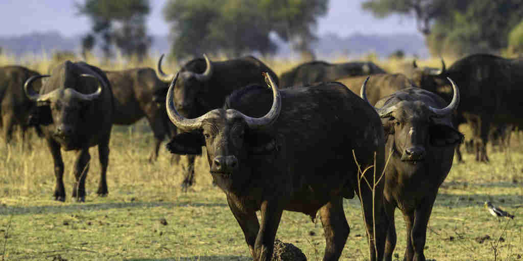 buffalo, mana pools, zimbabwe safari vacations