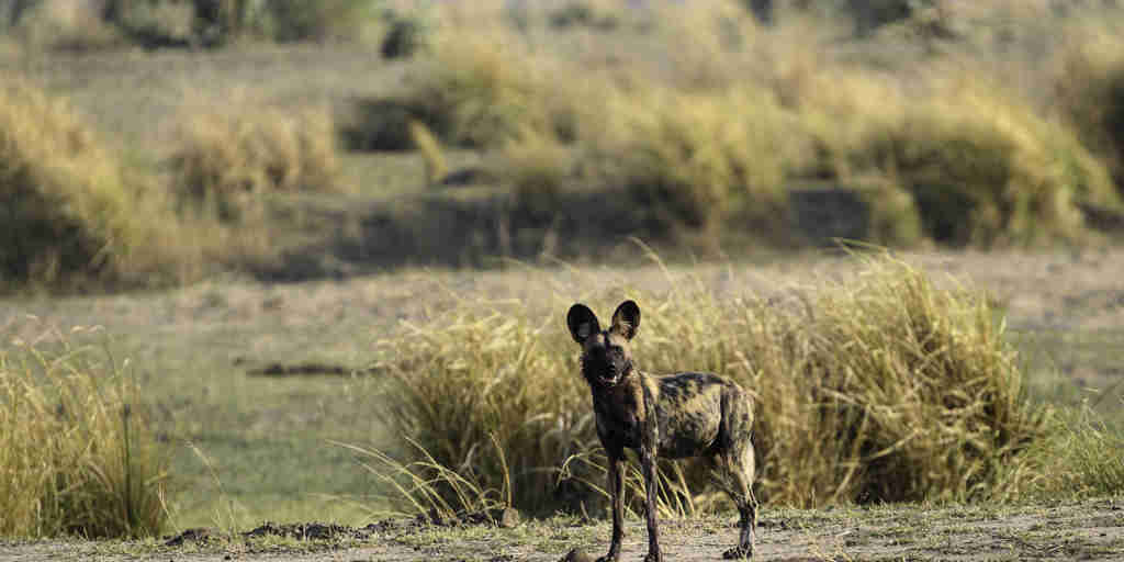 wild dogs, mana pools, zimbabwe safari vacations
