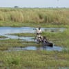 Linyanti Bush Camp | Luxury Camps In Botswana | Yellow Zebra Safaris