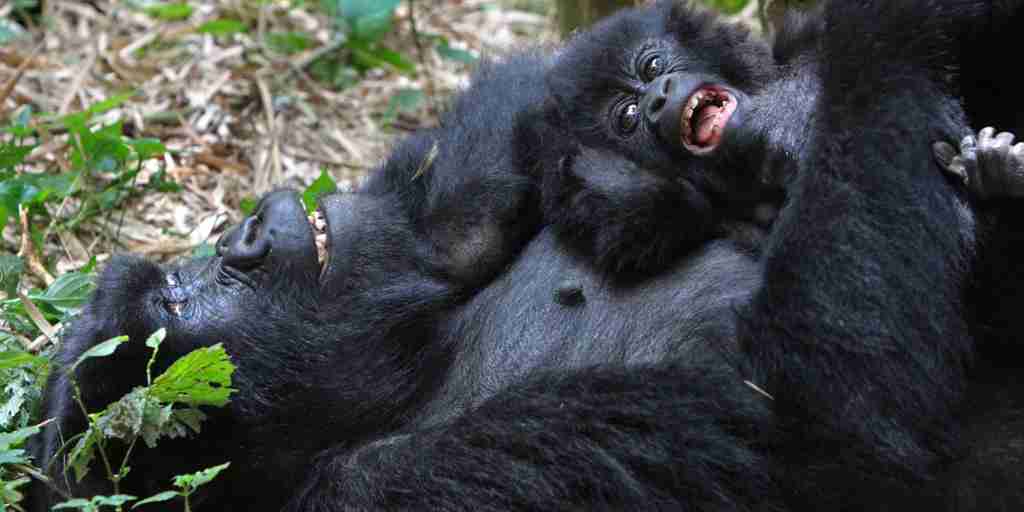 Bwindi gorilla