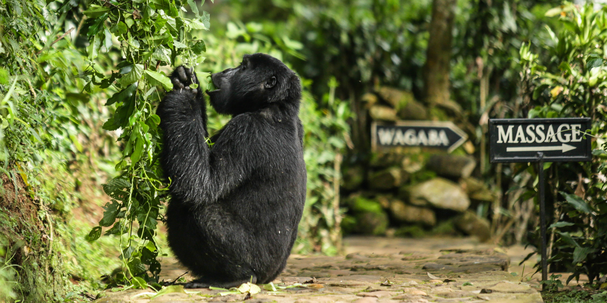 Bwindi gorilla at lodge