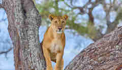 Tanzania lion