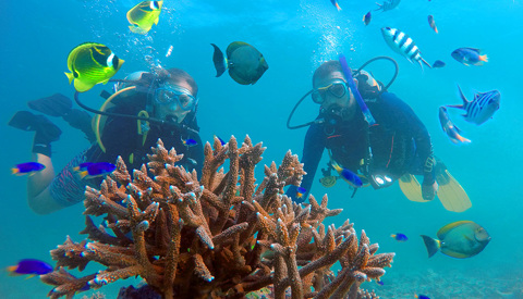 diving merged