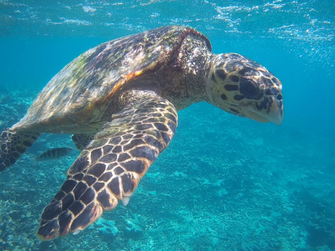 Snorkelling with Turtles, Seychelles