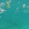 Yellow Fish, Anse Lazio, Praslin Island, Seychelles