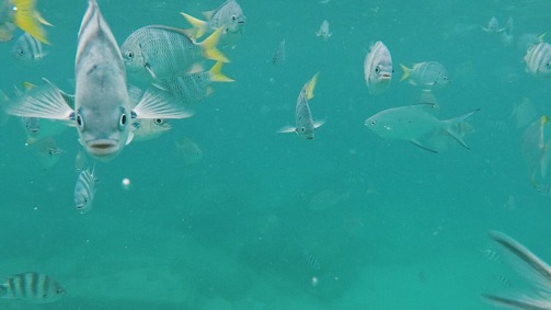 Yellow Fish, Anse Lazio, Praslin Island, Seychelles