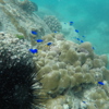 Snorkelling, Anse Badamier, Curieuse Island, Seychelles