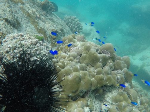 Snorkelling, Anse Badamier, Curieuse Island, Seychelles