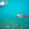 Snorkelling, Bird Island, Seychelles