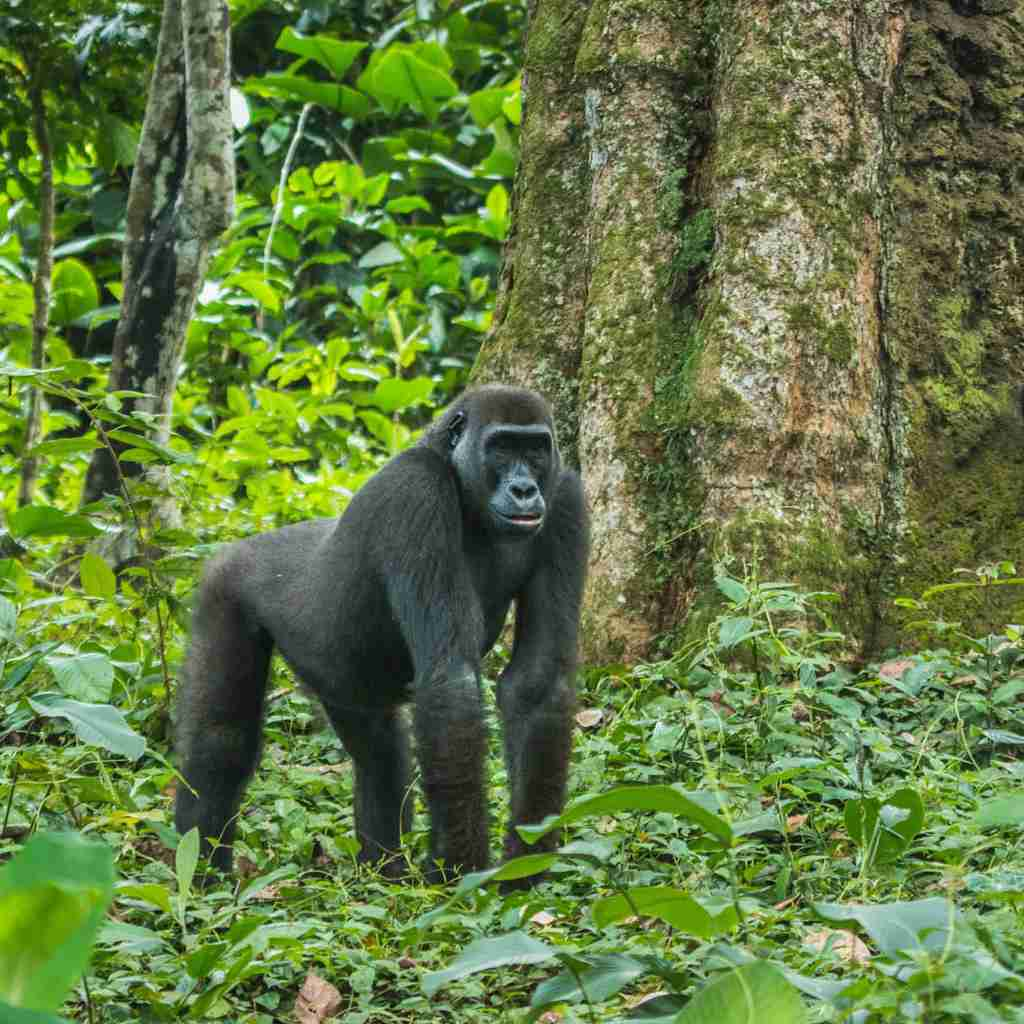gorilla safaris, republic of the congo, africa holidays