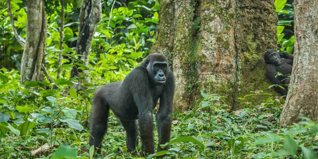 gorilla, dzala kokoua national park, republic of congo