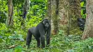 gorilla safaris, republic of the congo, africa holidays