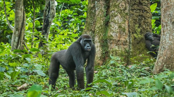 gorilla safaris, republic of the congo, africa holidays