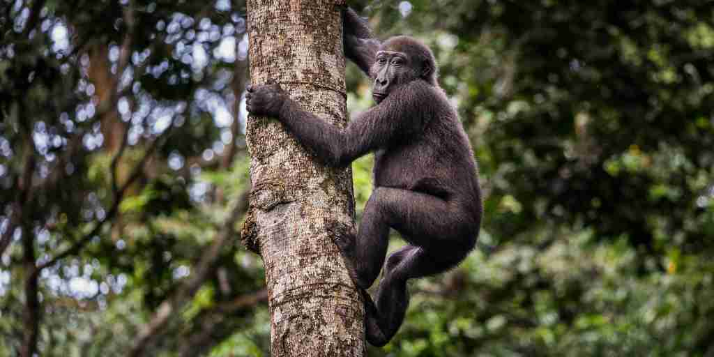 gorilla trekking, odzala kokoua national park, republic of the congo safaris 