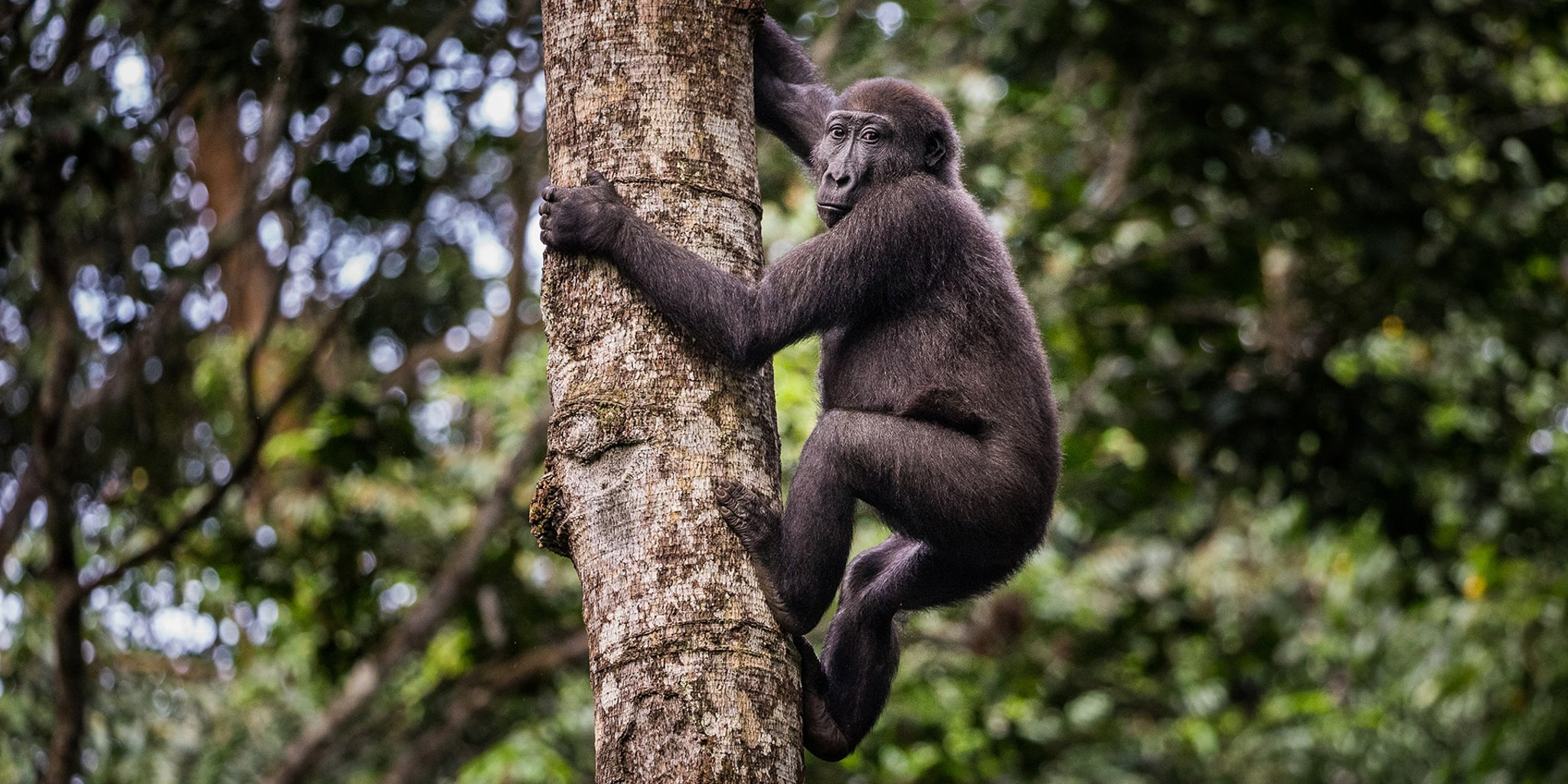 gorilla trekking, odzala kokoua national park, republic of the congo