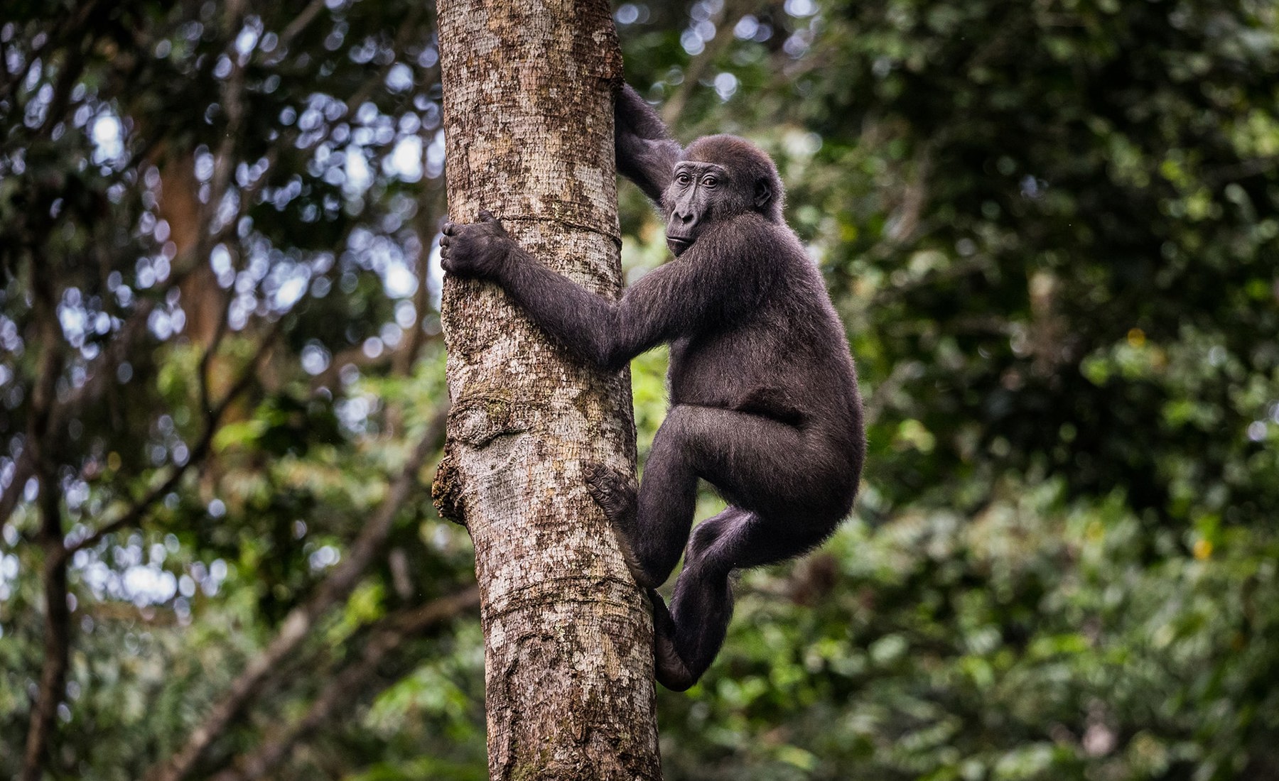 gorilla trekking, odzala kokoua national park, republic of the congo safaris 