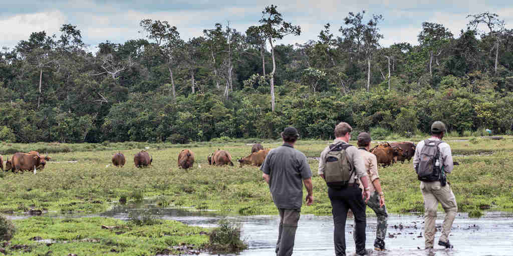 walking safaris, odzala kokoua national park, republic of the congo
